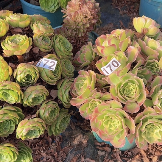 *****多肉植物两个法师