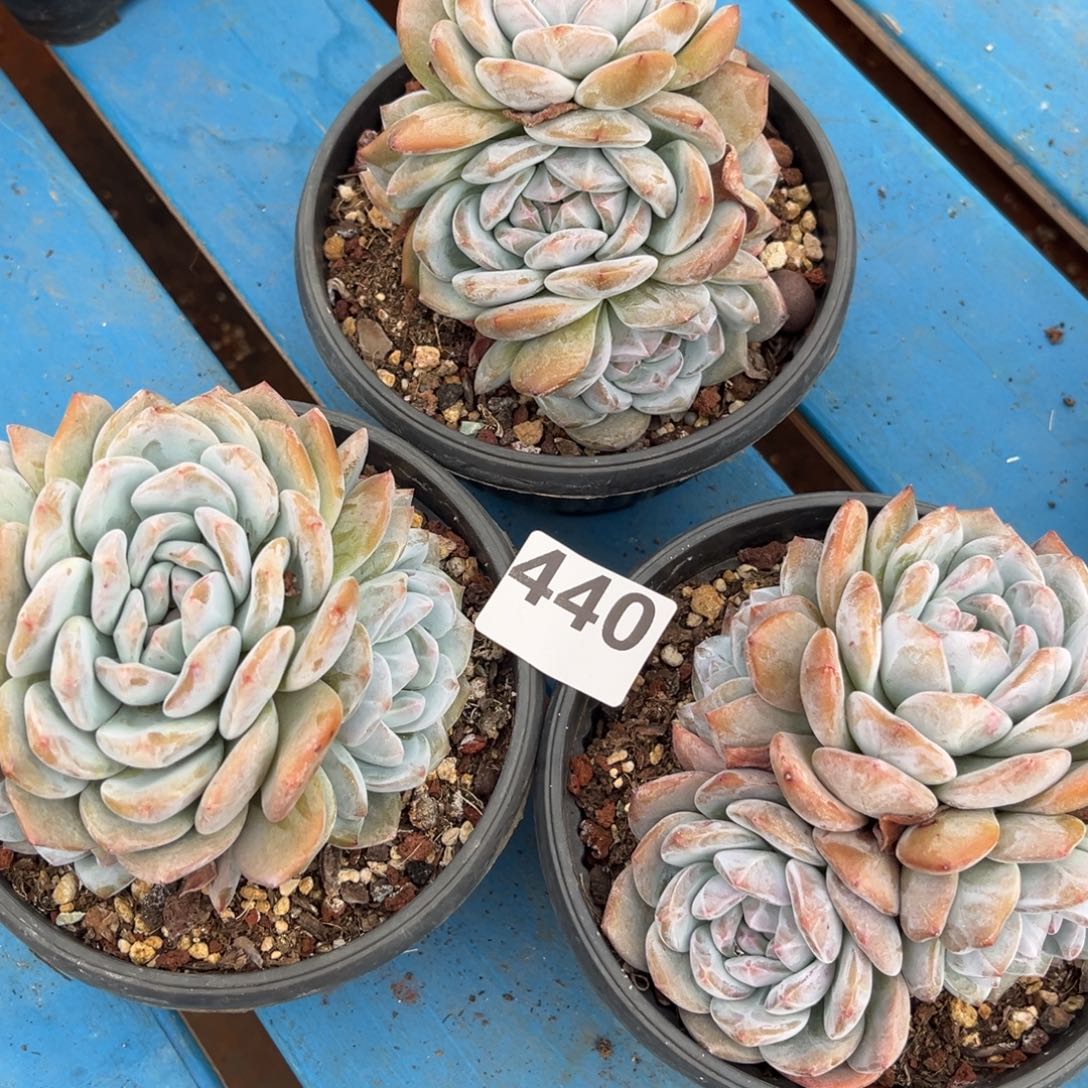 440橙梦露橙梦露橙梦露