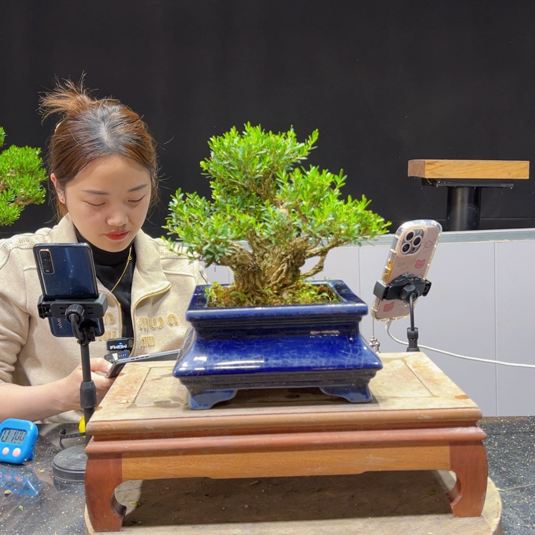 四季常青老桩黄杨盆景