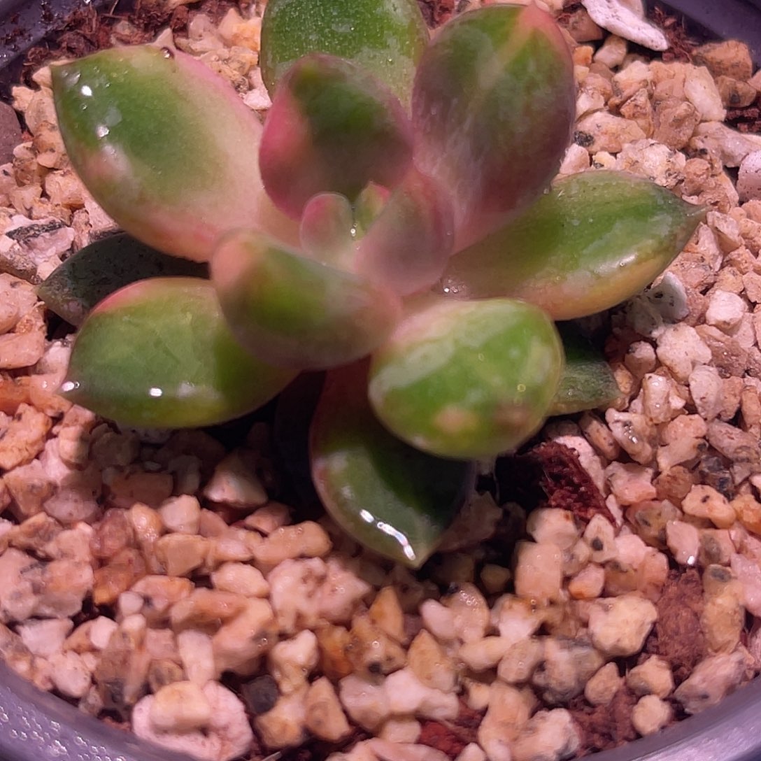 尚品园艺红象牙锦