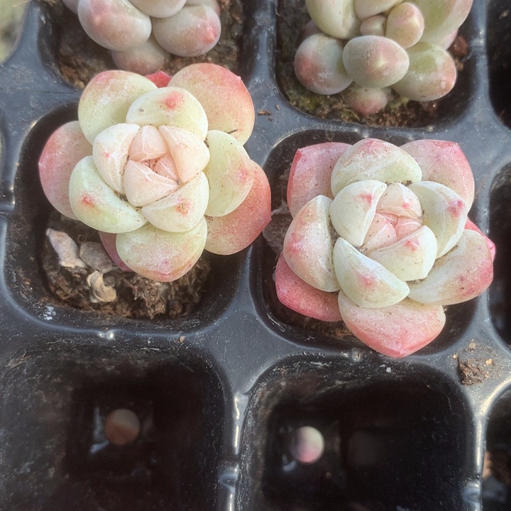 小脸粉色 （满9.99不满9.99发叶子）