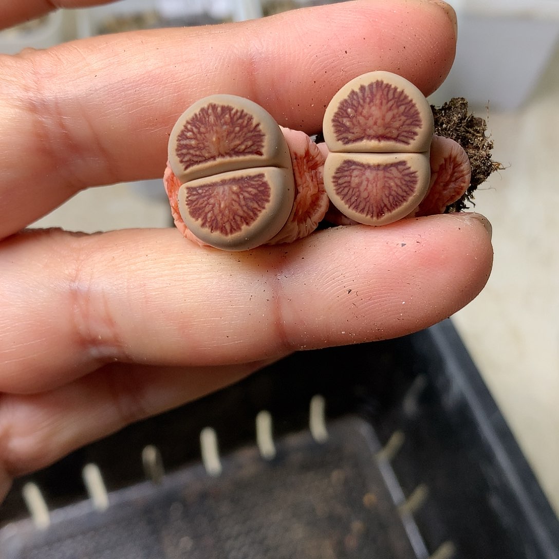 J470多肉植物保护研究所