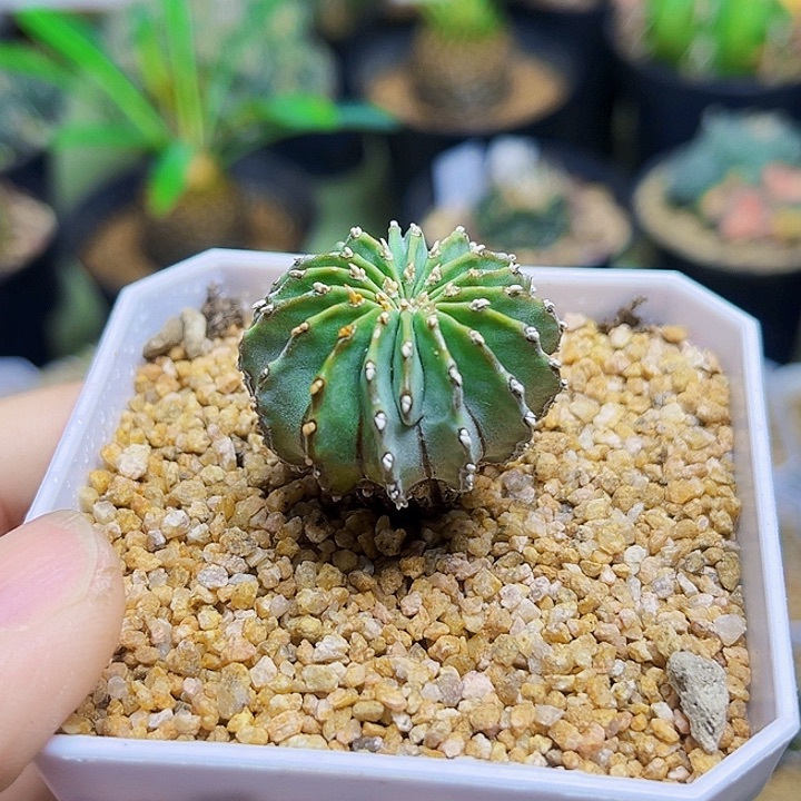 C****9薄叶花笼一颗3公分实生