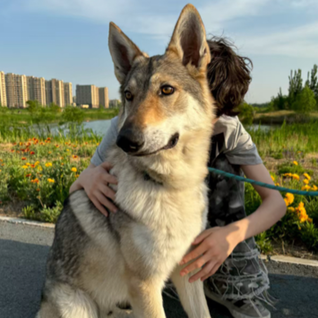 八吉犬舍纯种双血统捷克狼犬品相颜值智商集于一身中高端宠物犬