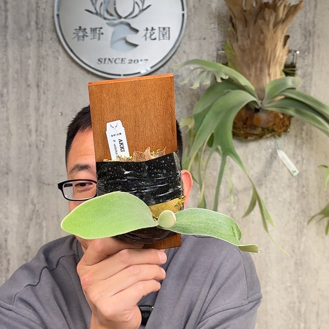 完全开放Akki鹿角蕨书签板春野花园