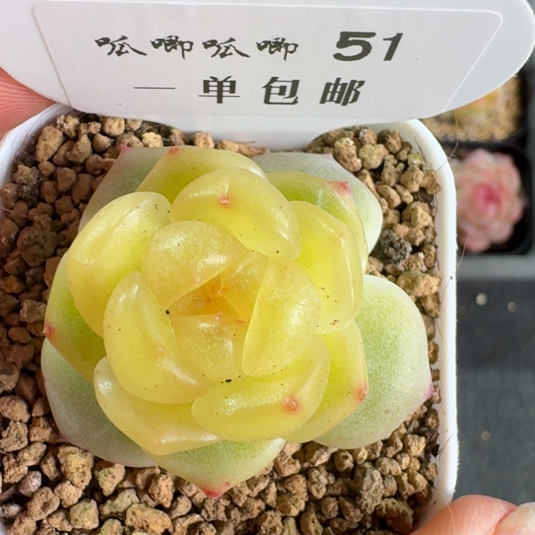 051-黄桃珍妮单头