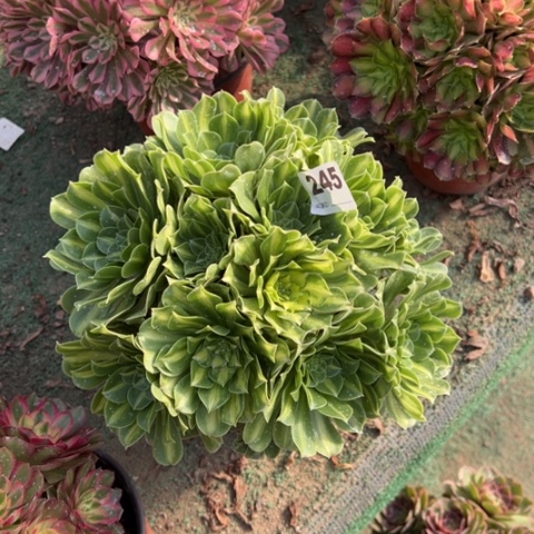 245翡翠琉璃朵朵多肉，