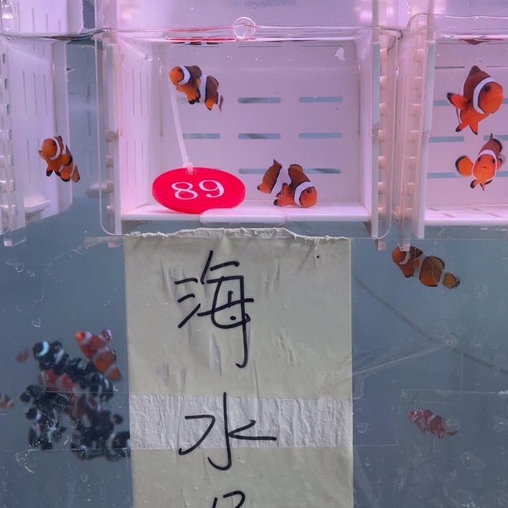 海水鱼精品背心2条3-4