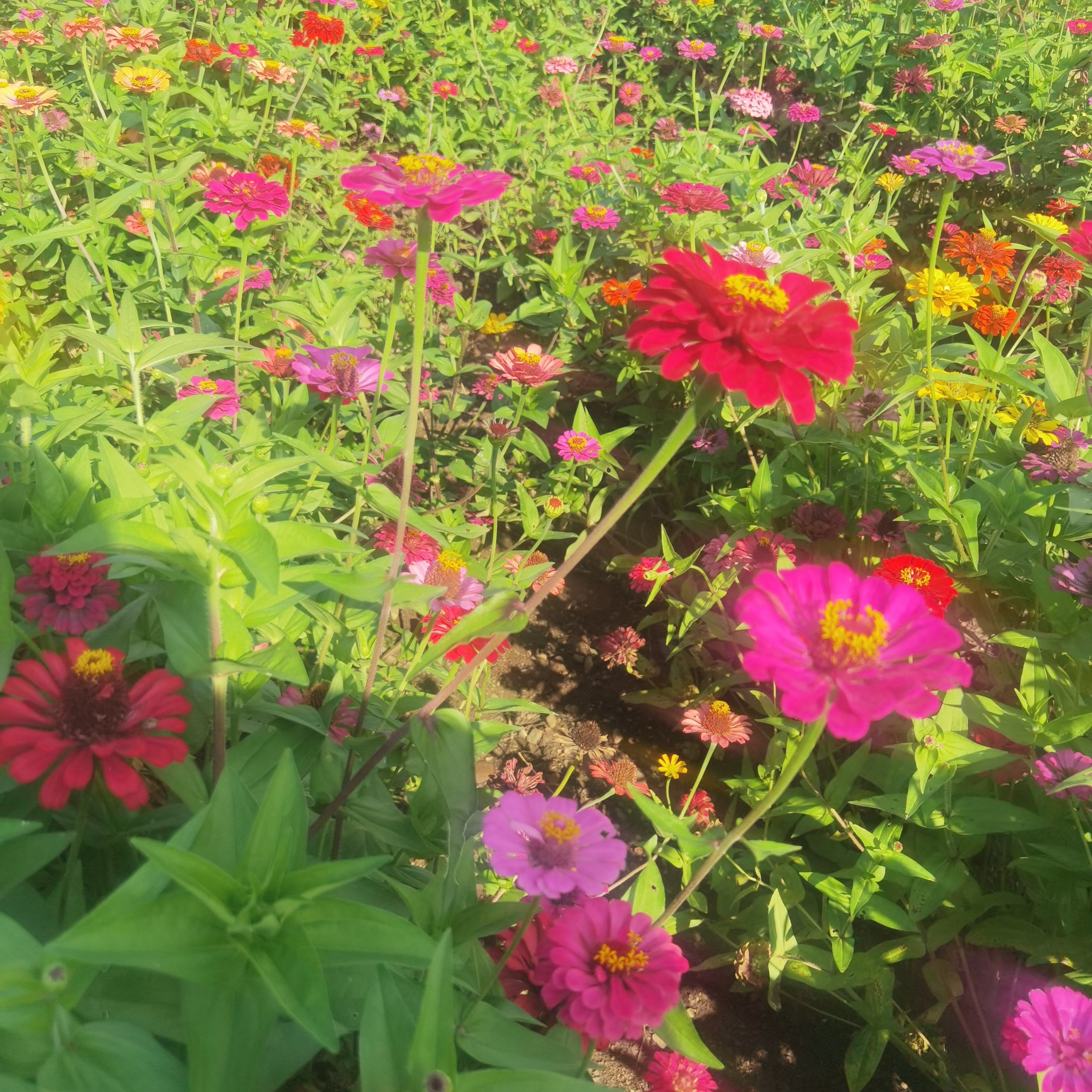 百日草混色种子适合庭院花海室外播种