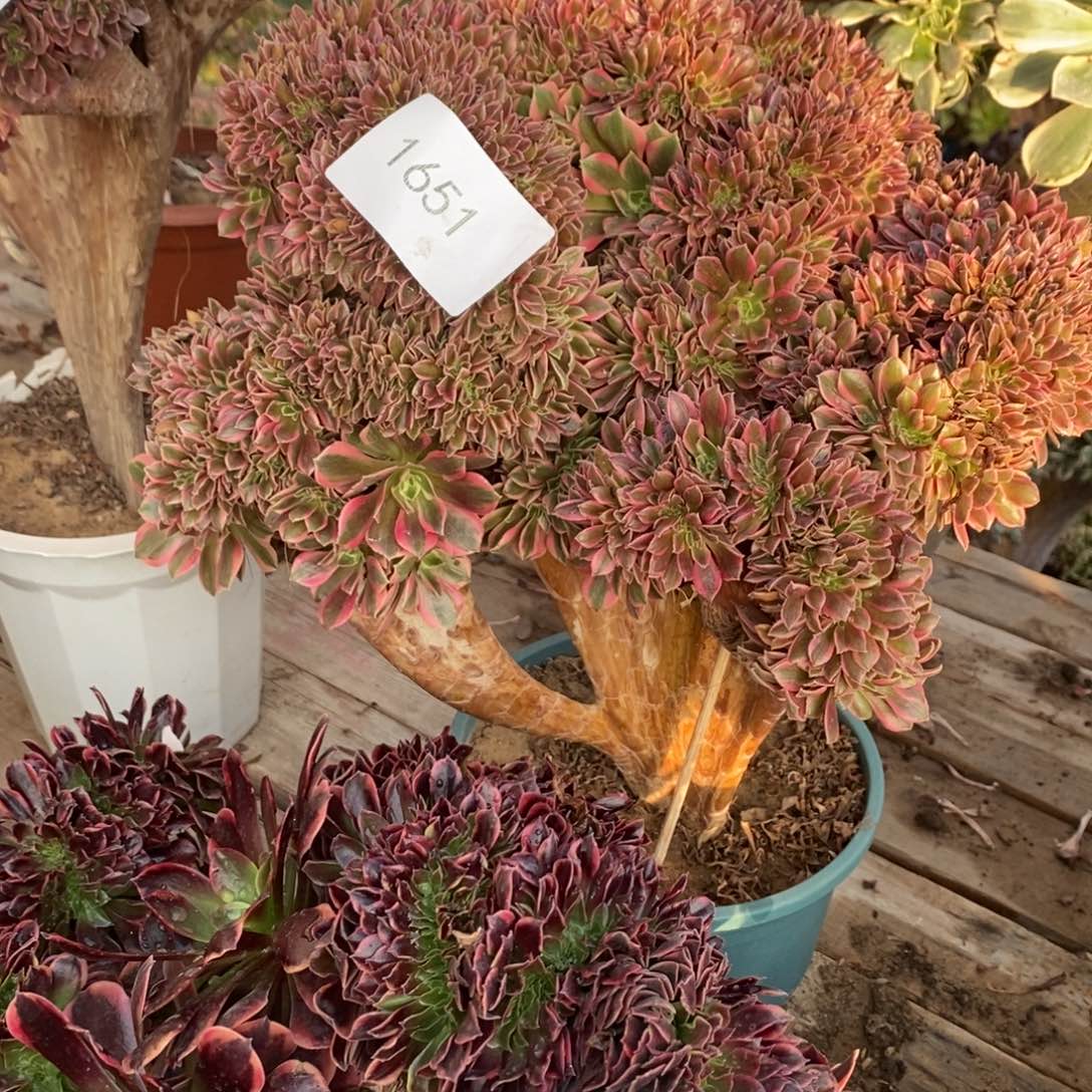 张***姐不开花植物1651号女神缀化1颗多肉