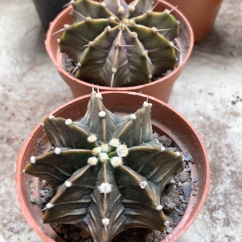 两盆肋骨牡丹仙人球15米