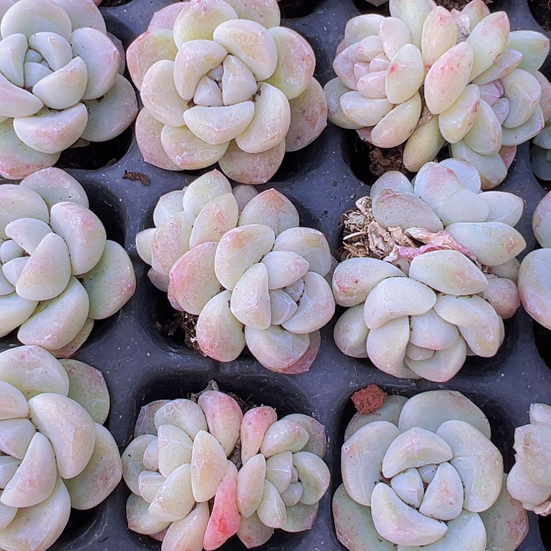 穴盘姥姥冰玉7颗19包邮多肉