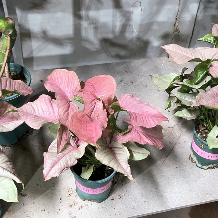 完全开放红粉佳人