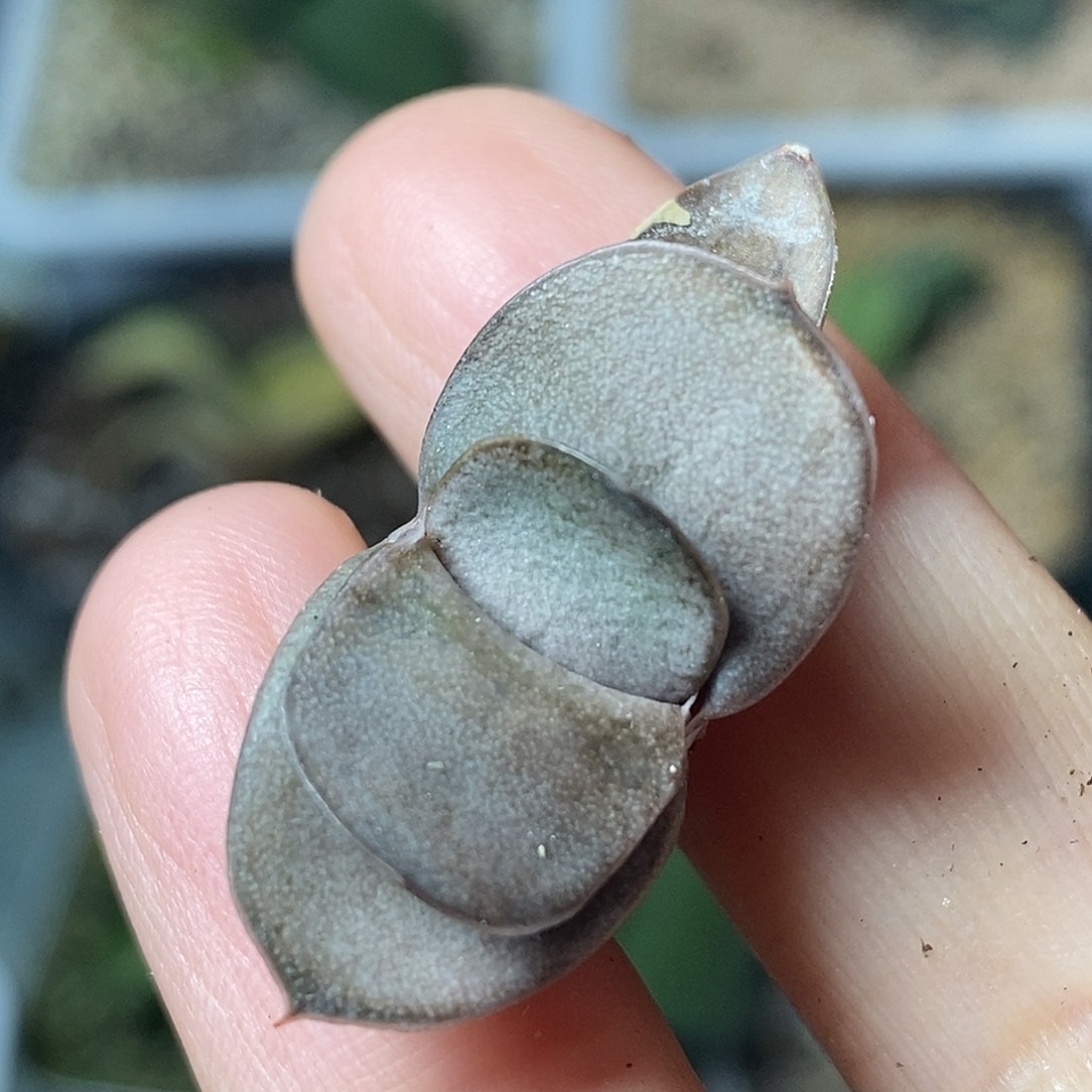 不带盆脱土裸根发货（实生小苗）