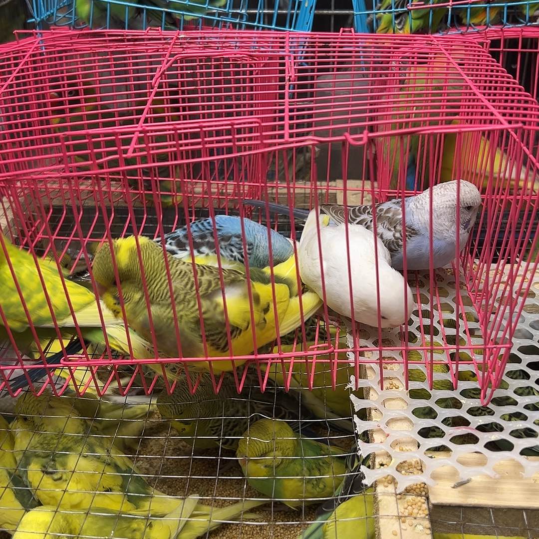 虎皮鹦鹉5只大头虎皮鹦鹉