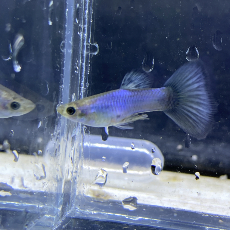 辛加蓝辛加蓝白子孔雀鱼