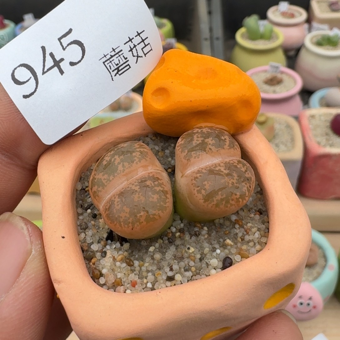 红陶945号连盆带花