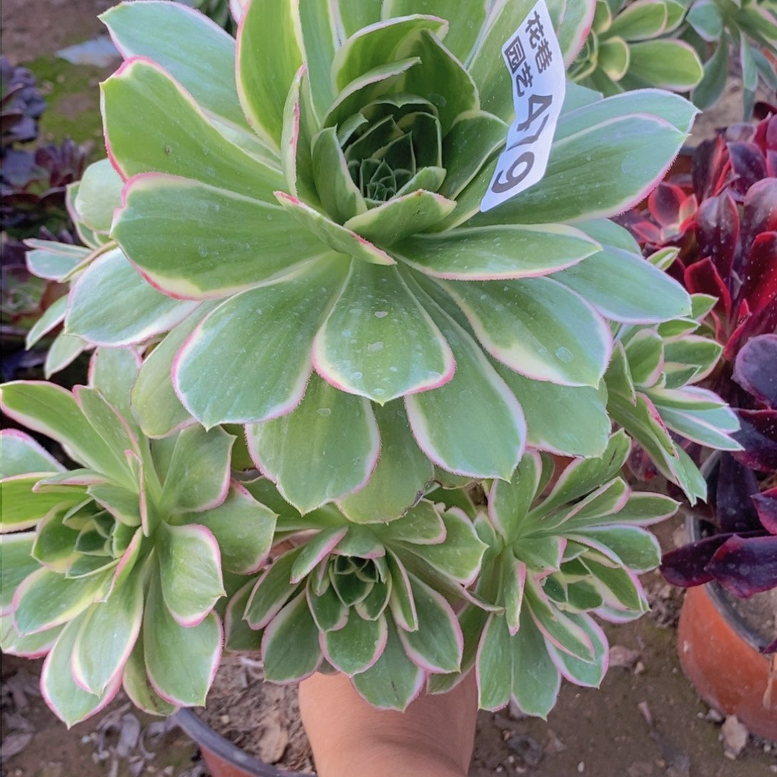 479 号一物一拍多肉植物