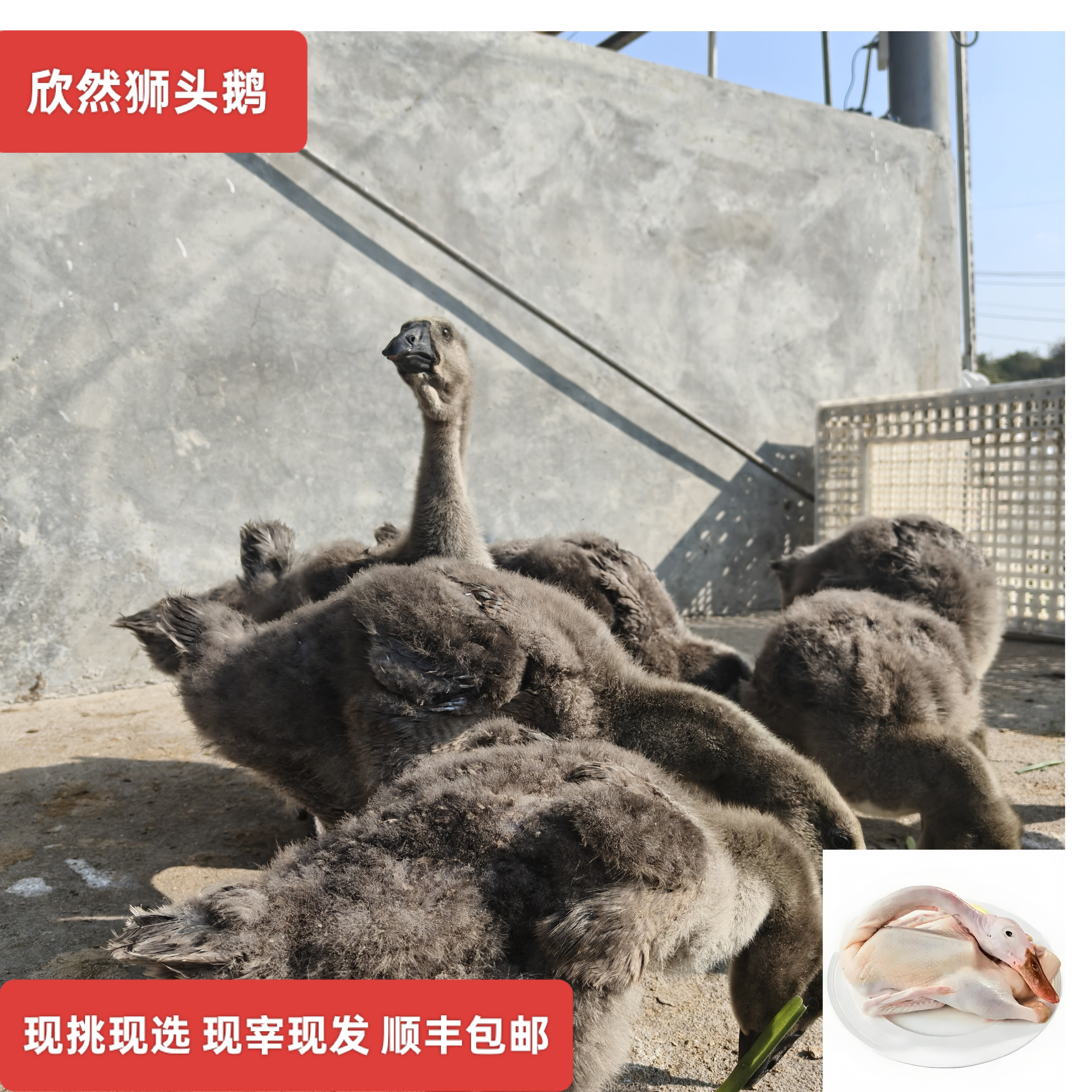 欣然狮头鹅异色鹅肉12斤装预包装食品