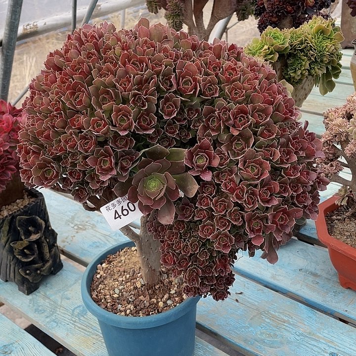 460号玫瑰法师朵朵