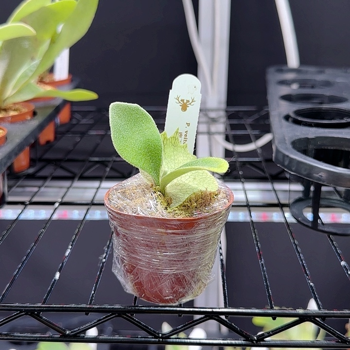 无花朵鹿王at孢子苗（小刺）施宝专拍