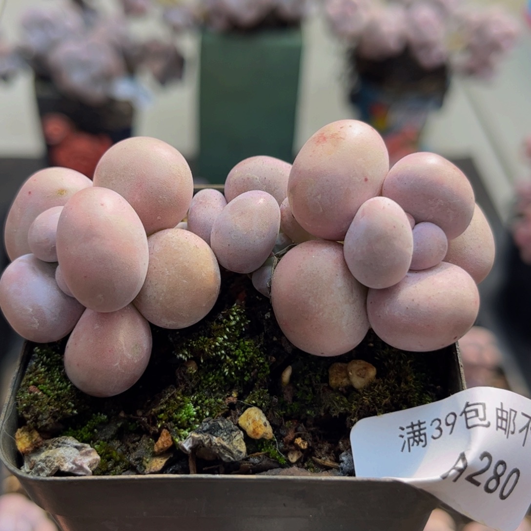 280/6cm芭比奶酪多肉植物