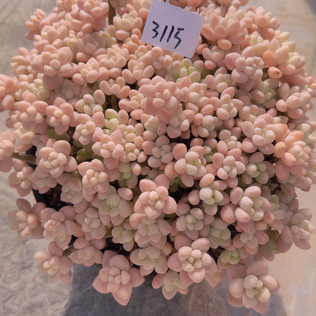 ?***剧3115奶酪蛋糕多肉