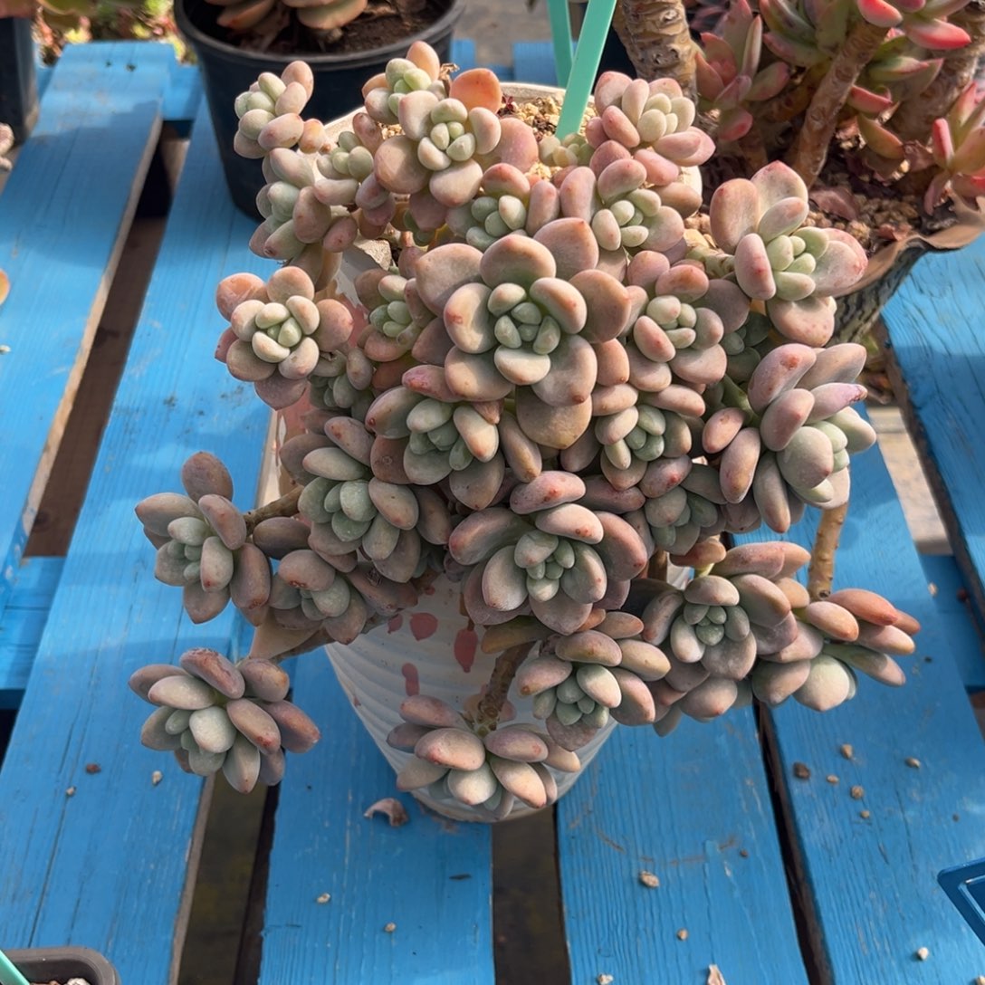 小雨多肉群生红洛神