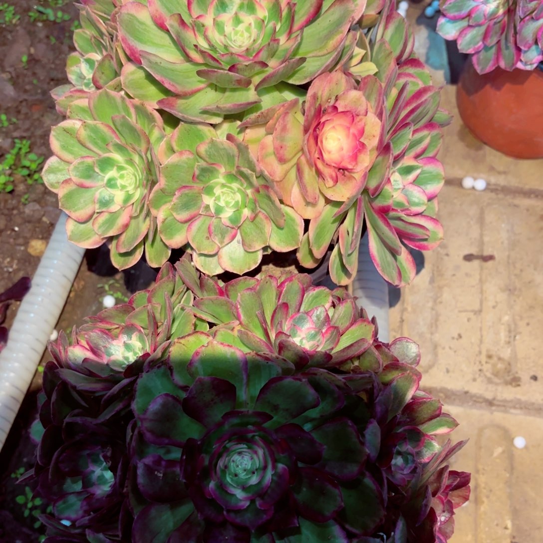 1棚法师000000103两颗