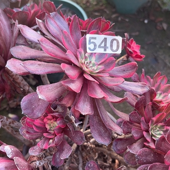 …***。多肉植物一个女儿红540