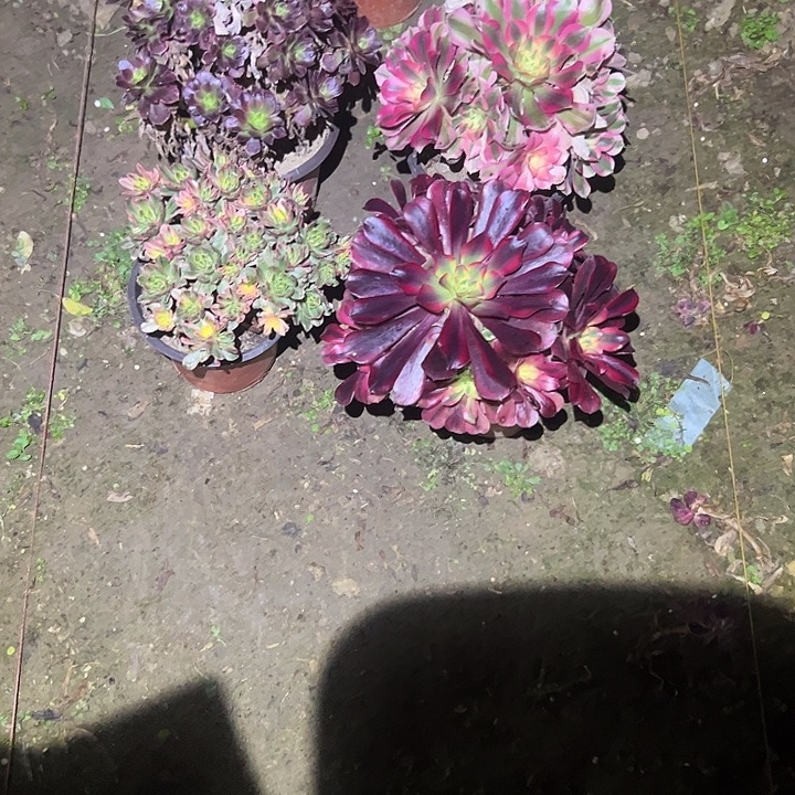 杰***不包侧枝一物一拍67