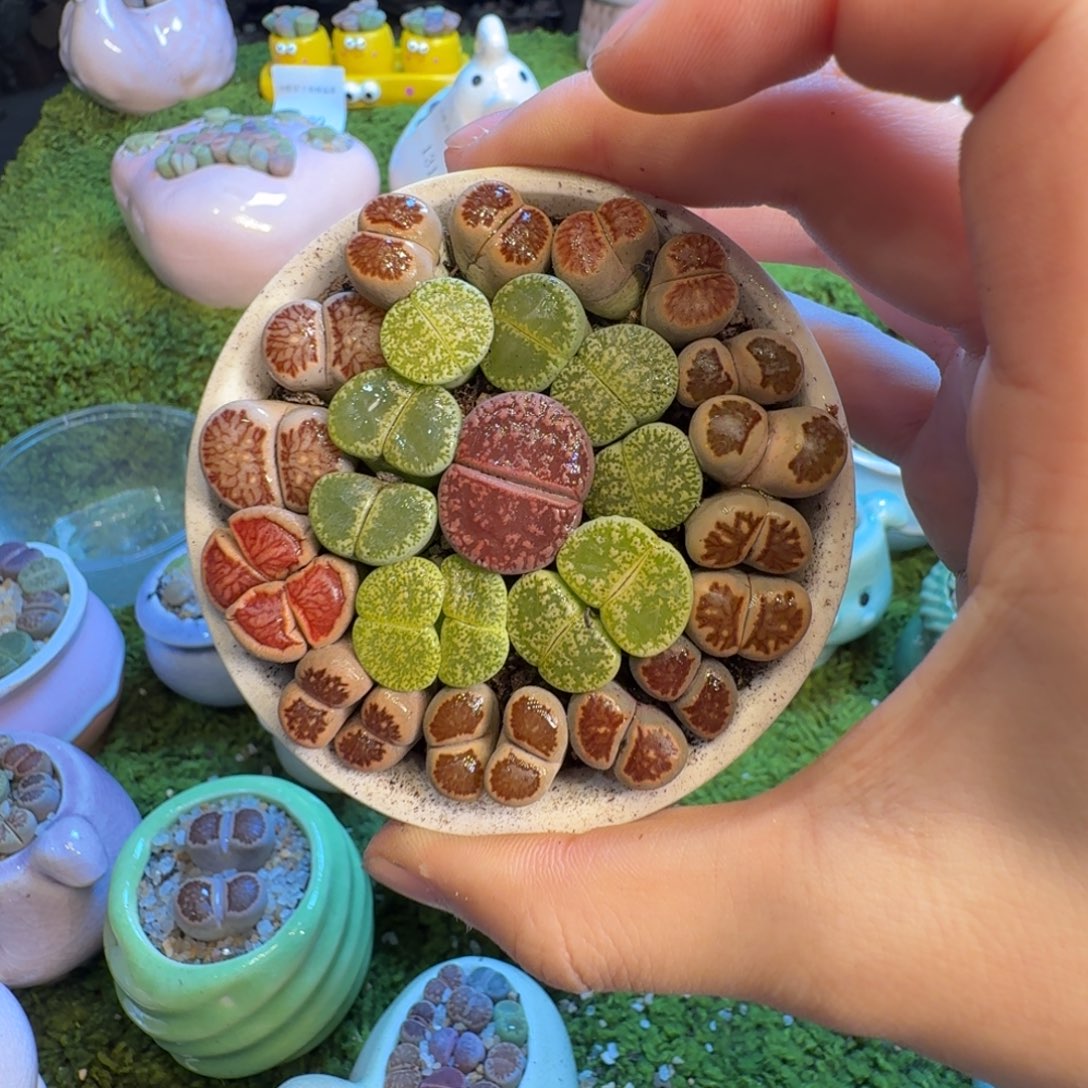 多肉葡萄的味道1374