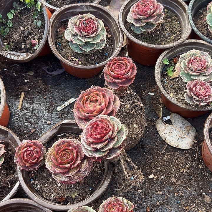 奥罗单双混搭6盆。                       