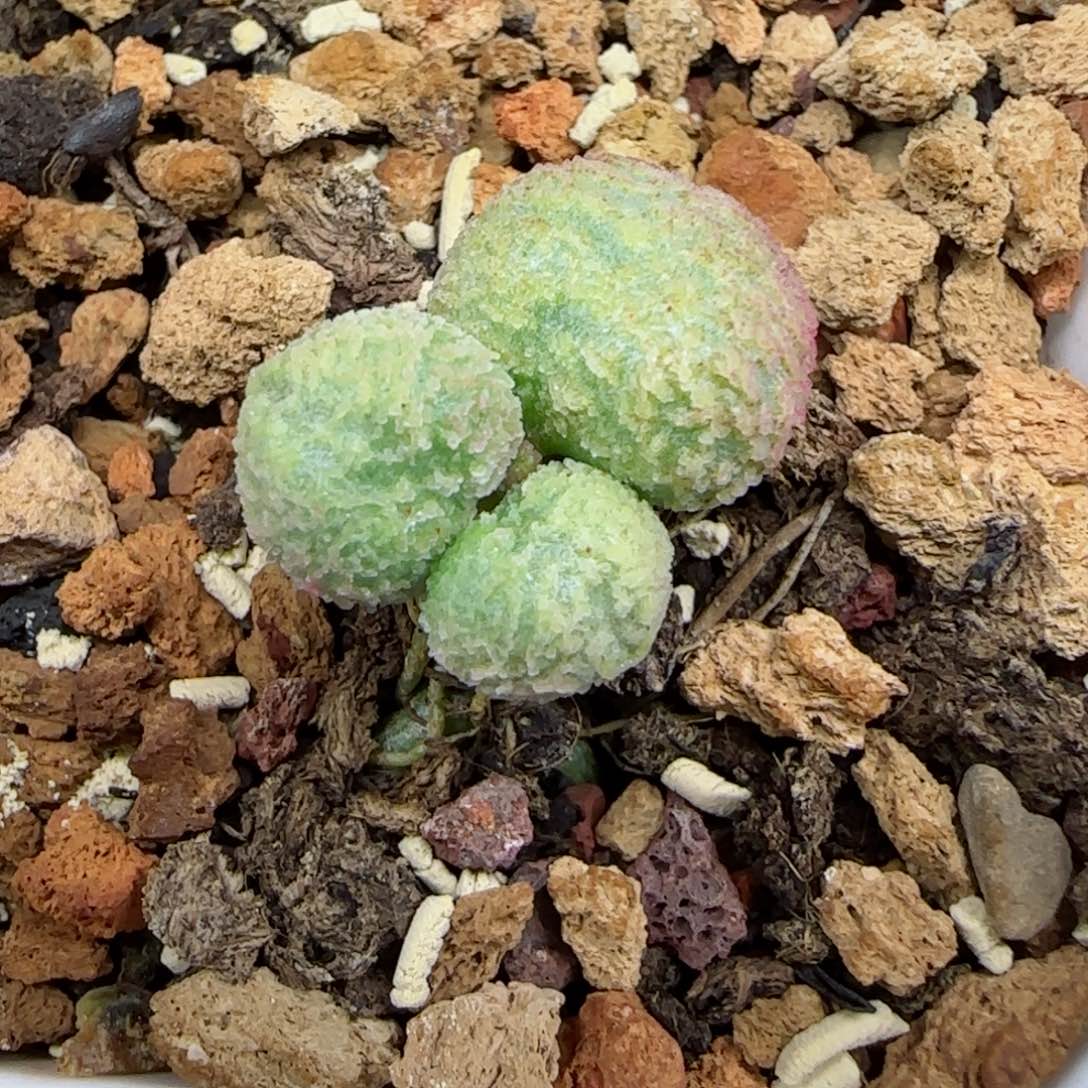 实生编号236母本，带盆发