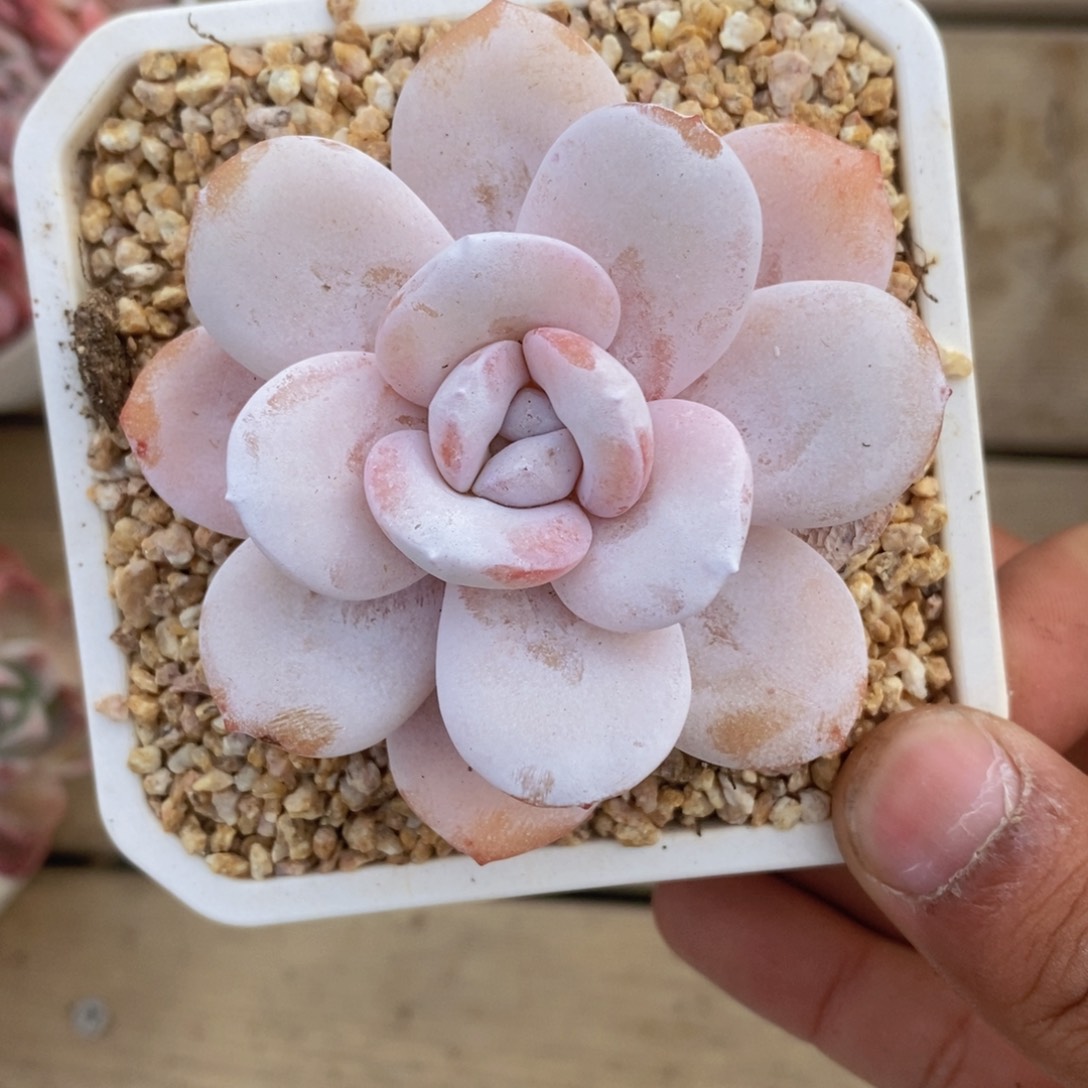 可问主播品种，下滑链接更多品种多肉选择