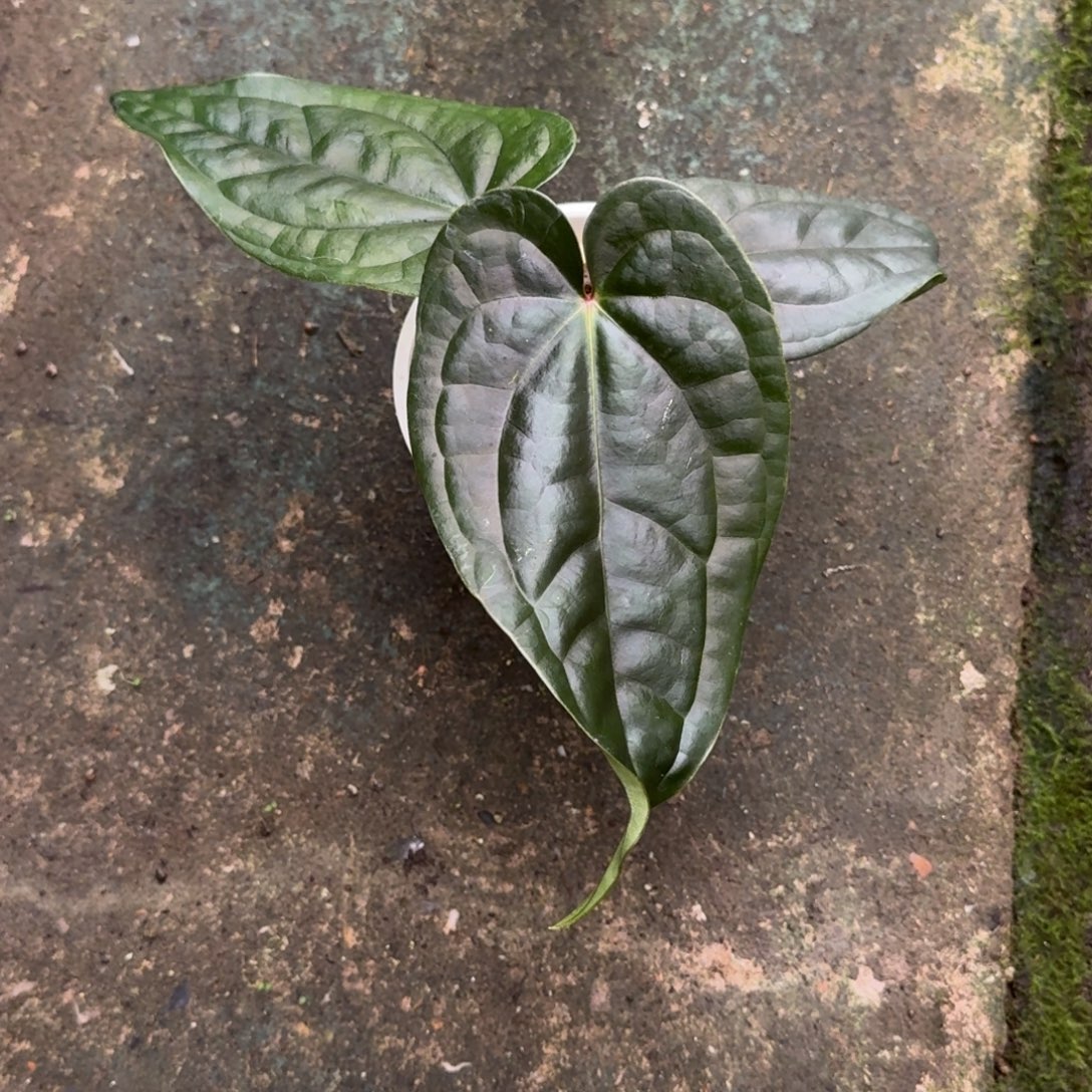 无花朵盾叶杂黑桃杂红水晶杂奢华