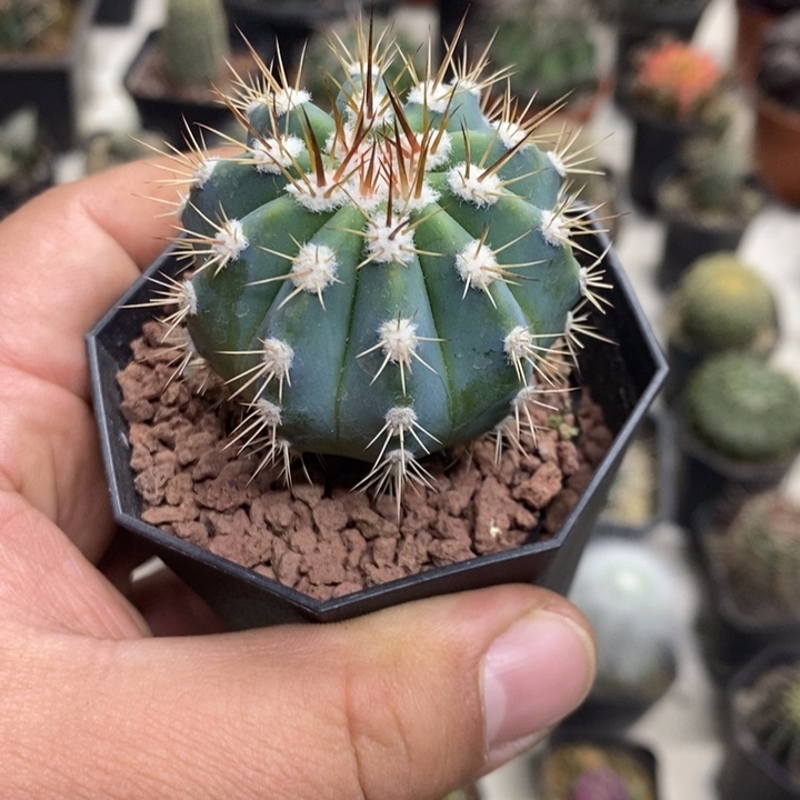 实生蓝云特价福利