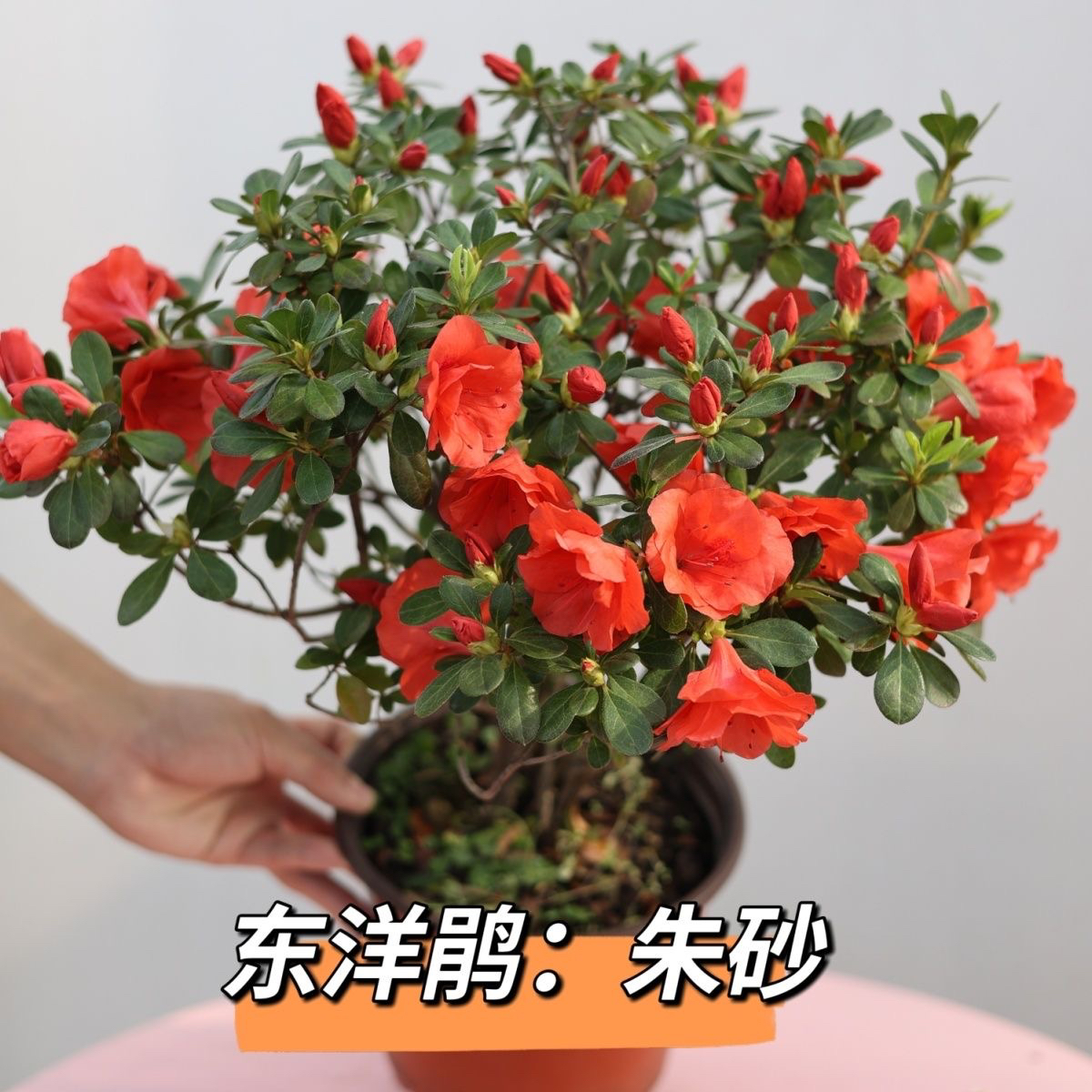 古城花园 东洋杜鹃朱砂新年款盆栽花卉春季开花阳台庭院开花植物