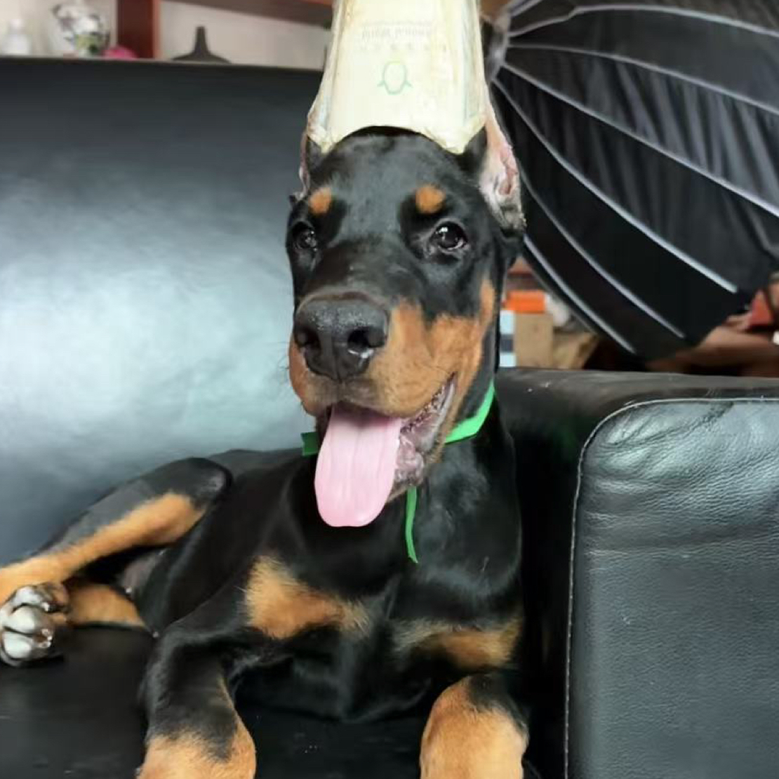 双血统德系杜宾母犬