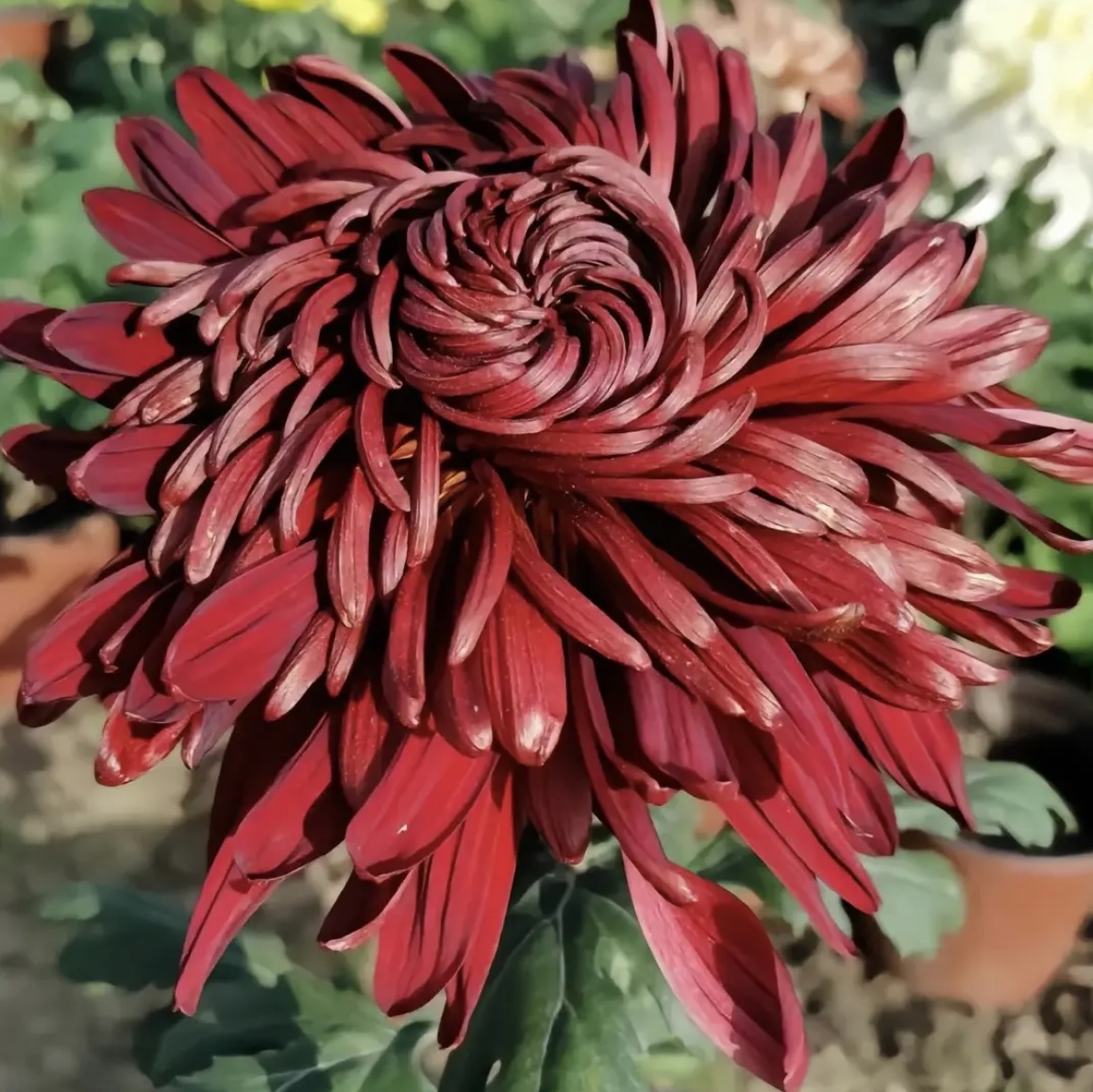 【黑旋风】超大花菊花盆栽大花多年生耐寒好养绿植花卉带花苞发货