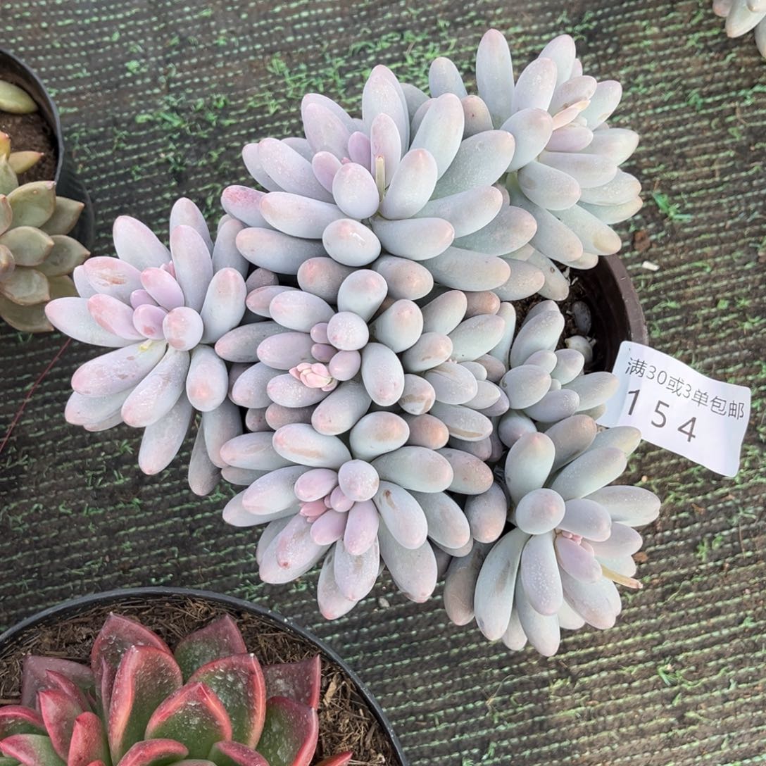 154汤圆多肉植物……