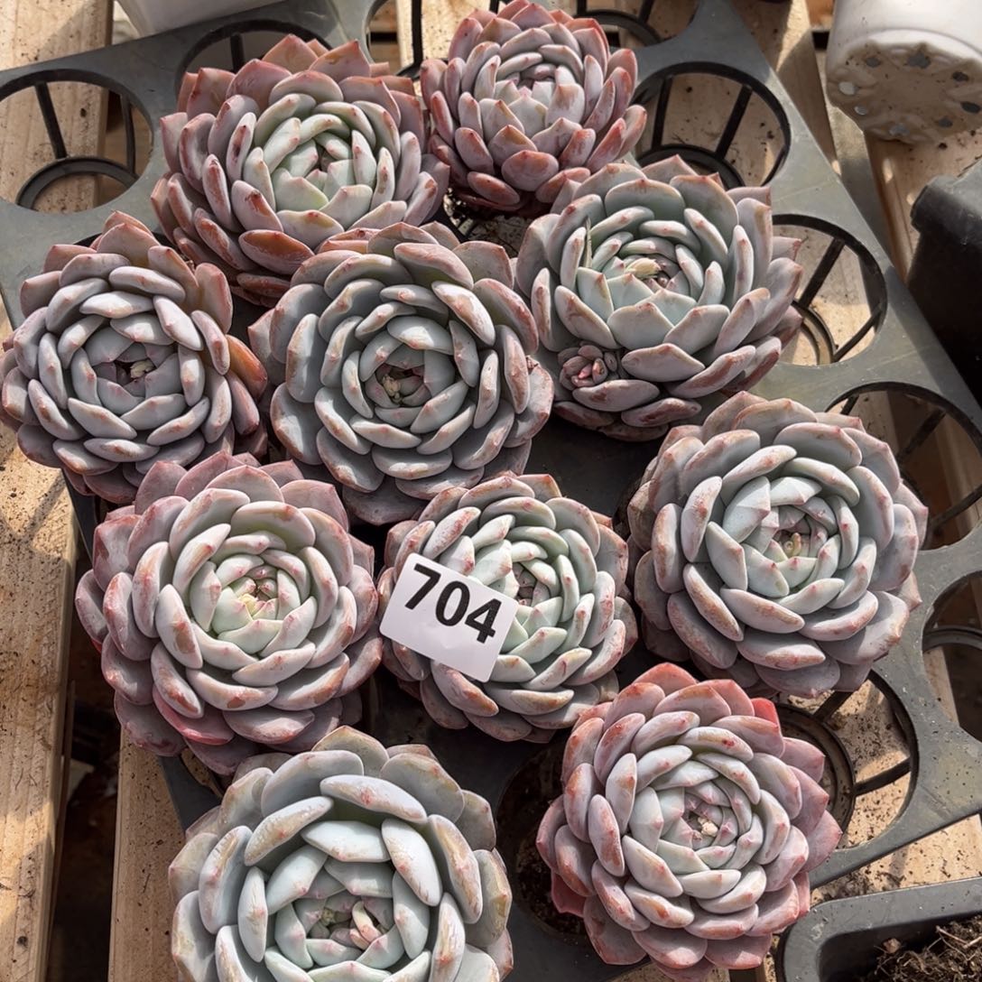 704号新疆西藏内蒙古不包邮的