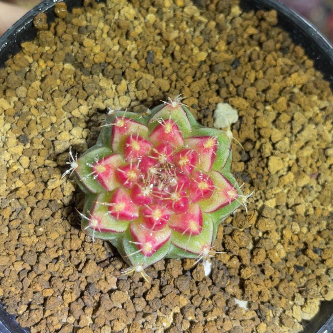 米哈星球0000000002