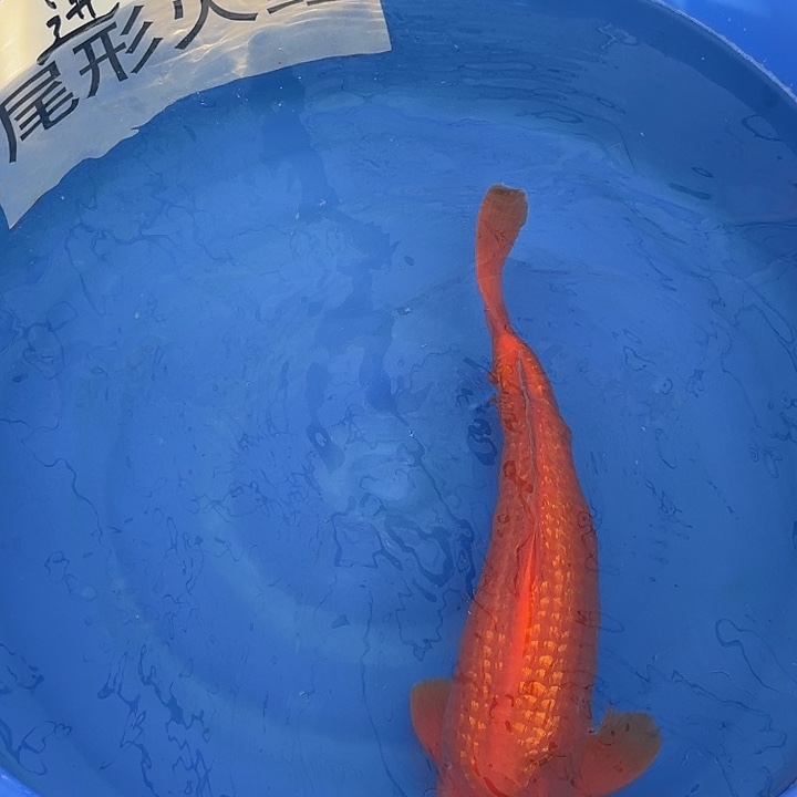 锦鲤日本进口尾形大砲火鲤