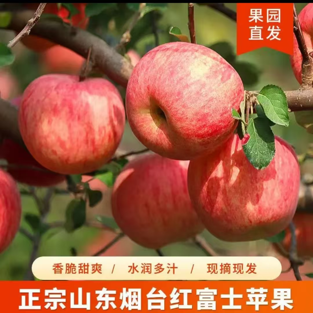 【应季爆品】5斤红富士苹果 脆甜爆汁 现拍现发 送货上门山东省