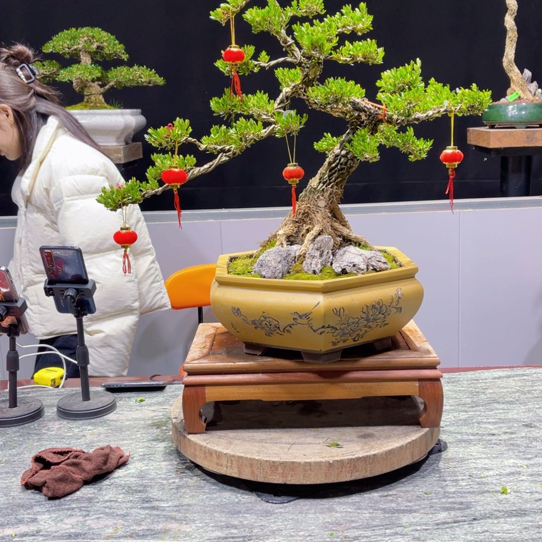 四季常青老桩黄杨盆景