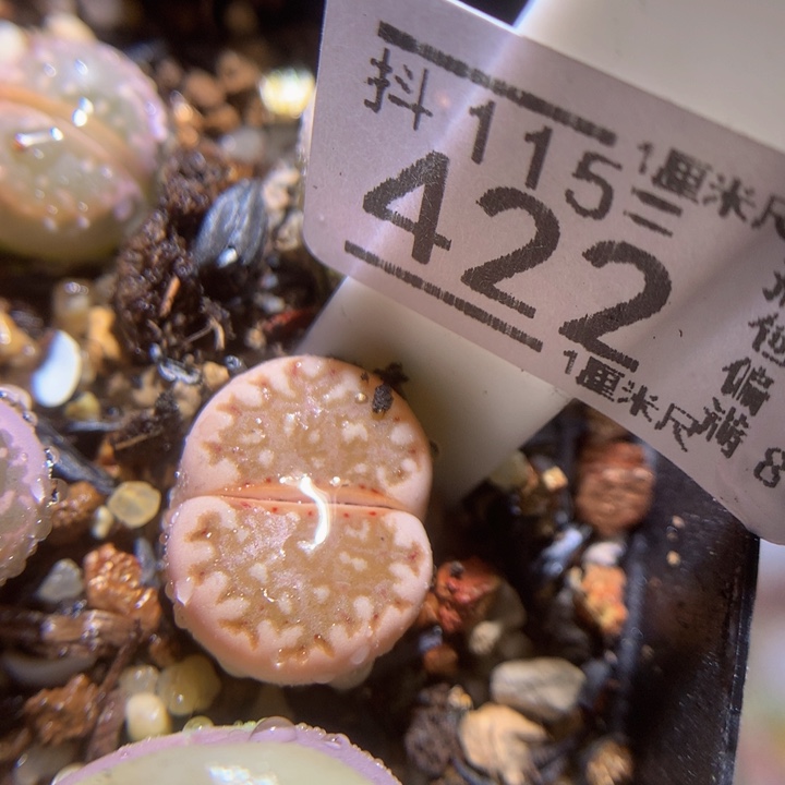 精品生石花115.422