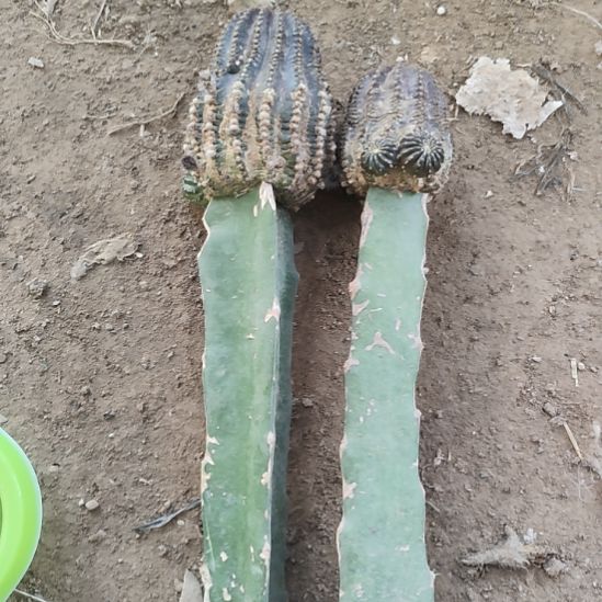 仙人球娜米娜两颗打包