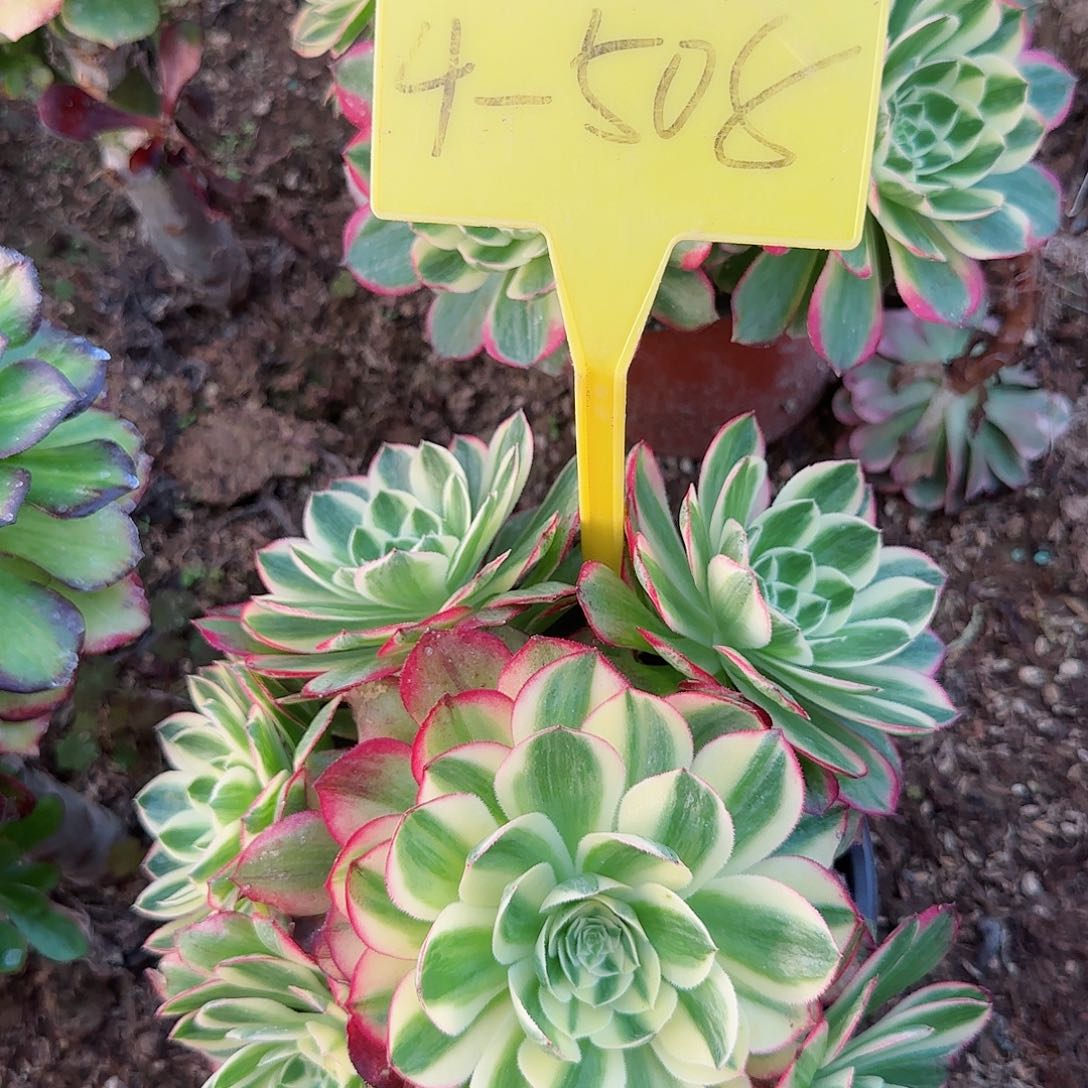 4-508---多头多肉植物