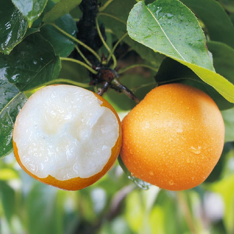 秋月梨 源源臻选